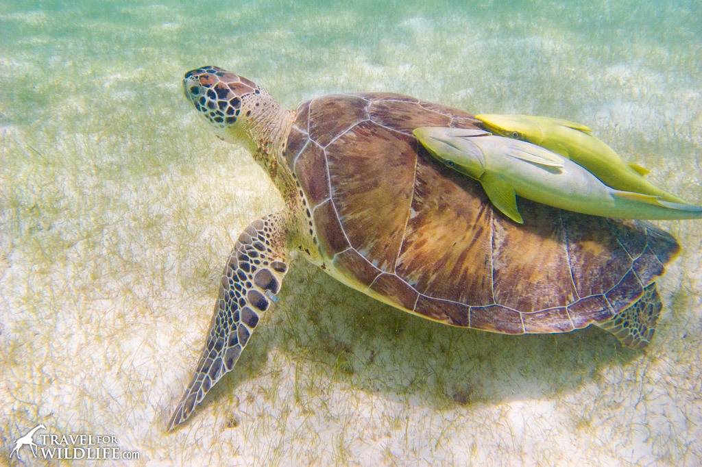 sea-turtle2